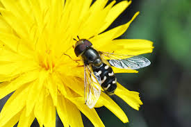 Attēlu rezultāti vaicājumam “Clitellaria ephippium”