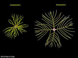 Attēlu rezultāti vaicājumam “Ceratophyllum submersum leaf”