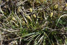 Attēlu rezultāti vaicājumam “Carex ericetorum”