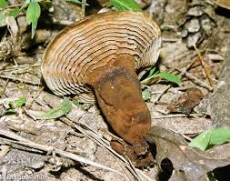 Attēlu rezultāti vaicājumam “Trichia alpina sessile”