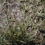 Attēlu rezultāti vaicājumam “Carex capillaris fruit”