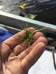 Attēlu rezultāti vaicājumam “Subularia aquatica leaf”