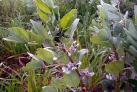Attēlu rezultāti vaicājumam “Vicia faba flower”