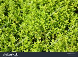 Attēlu rezultāti vaicājumam “Thymus pulegioides leaf”