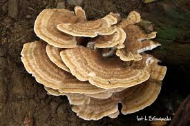 Attēlu rezultāti vaicājumam “Bondarzewia mesenterica”