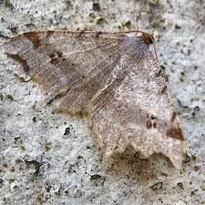 Attēlu rezultāti vaicājumam “Macaria signaria”