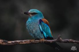 Attēlu rezultāti vaicājumam “Coracias garrulus”