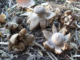 Attēlu rezultāti vaicājumam “Geastrum quadrifidum”