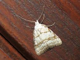 Attēlu rezultāti vaicājumam “Nola aerugula”