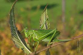 Attēlu rezultāti vaicājumam “Tettigonia cantans”