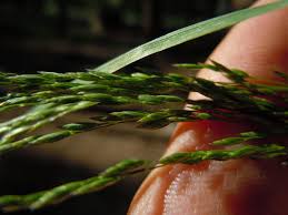 Attēlu rezultāti vaicājumam “Poa palustris”