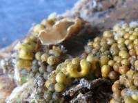 Attēlu rezultāti vaicājumam “Oligonema favogineum spores”