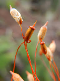 Attēlu rezultāti vaicājumam “Pogonatum dentatum macro”