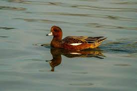 Attēlu rezultāti vaicājumam “Anas penelope”