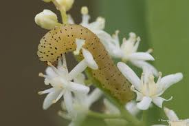 Attēlu rezultāti vaicājumam “Euura brevicornis larva”
