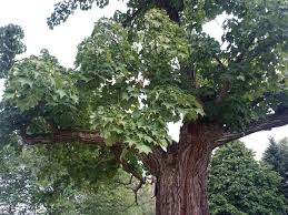 Attēlu rezultāti vaicājumam “Kalopanax septemlobus”