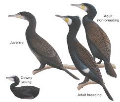 Attēlu rezultāti vaicājumam “Phalacrocorax carbo adult”