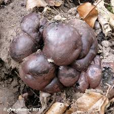 Attēlu rezultāti vaicājumam “Daldinia concentrica”