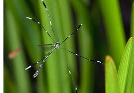 Attēlu rezultāti vaicājumam “Ptychoptera sp.”