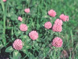 Attēlu rezultāti vaicājumam “Trifolium pratense flower”