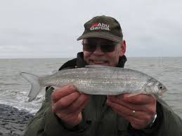 Image result for Coregonus oxyrinchus