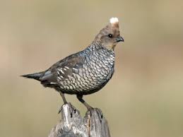 Attēlu rezultāti vaicājumam “Caloplaca scopularis”