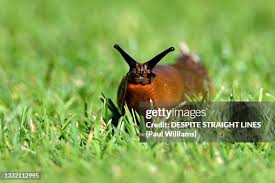 Attēlu rezultāti vaicājumam “Arion rufus”