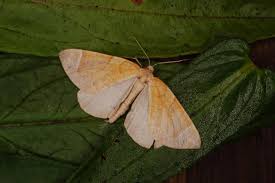 Attēlu rezultāti vaicājumam “Eulithis testata”