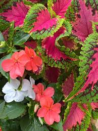 Image result for Impatiens walleriana