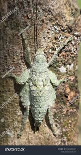 Attēlu rezultāti vaicājumam “Cetrelia sp.”