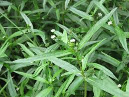 「タカスギ・サブロウタ」の画像検索結果