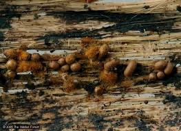 Attēlu rezultāti vaicājumam “Trichia contorta”