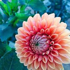 Image result for Dahlia x pinnata `Decorative Giants`
