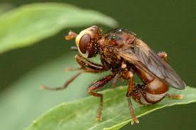 Attēlu rezultāti vaicājumam “Sicus ferrugineus”