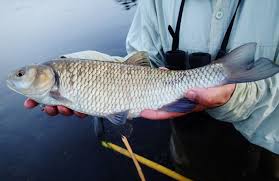 Image result for Squalius vardarensis