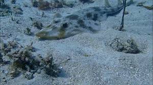 Image result for Pseudobatos lentiginosus