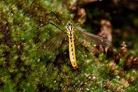 Attēlu rezultāti vaicājumam “Tipulidae female”
