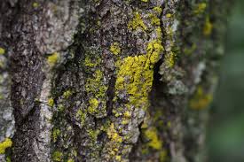 Attēlu rezultāti vaicājumam “Chrysothrix candelaris”