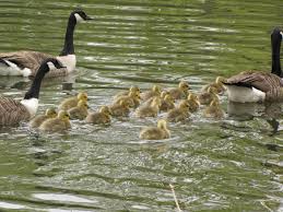 Attēlu rezultāti vaicājumam “Branta canadensis adult”