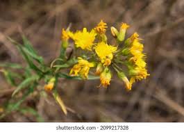 Attēlu rezultāti vaicājumam “Hieracium umbellatum”