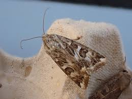 Attēlu rezultāti vaicājumam “Protoschinia scutosa”