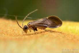 Attēlu rezultāti vaicājumam “Psocoptera”