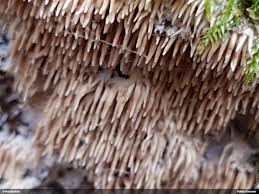 Attēlu rezultāti vaicājumam “Hydnocristella himantia”