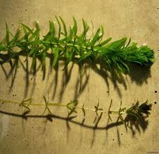 Attēlu rezultāti vaicājumam “Hydrilla verticillata”
