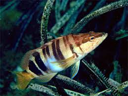 Image result for Serranus scriba