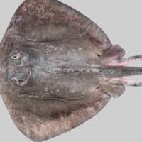 Image result for Bathytoshia brevicaudata