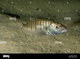 Image result for Lithognathus mormyrus