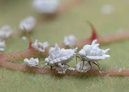 Attēlu rezultāti vaicājumam “Orthezia urticae”