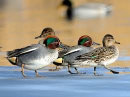 Attēlu rezultāti vaicājumam “Anas crecca”