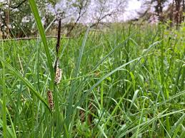 Attēlu rezultāti vaicājumam “Carex acutiformis”